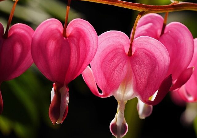 A broken heart